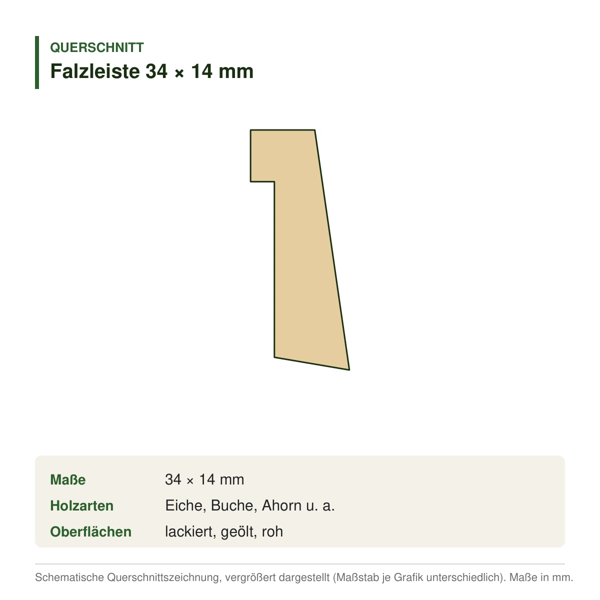 Falzleiste 34 × 14 mm in mehreren Holzarten – Querschnitt (Zeichnung)